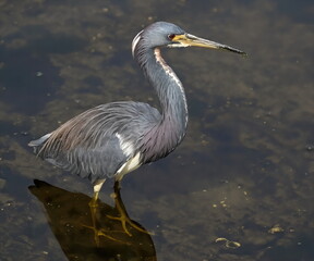 Tricolored heron standing in the pond waiting for it's meal to pass by.