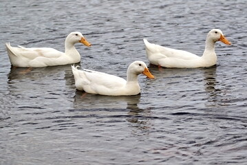 Three Domestic duck floating in the pond.