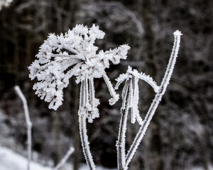 Eiskristalle ,gefrorener Schnee, Eisblüten, Eiskristalle,