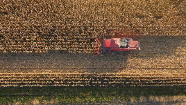 Wider footage of red combine harvesting dry corn and leaving dust behind. Agricultural theme.