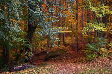 Carpathian forest in autumn seasone, Bratislava, Slovakia, Europe