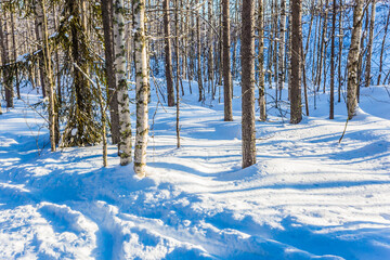 Great frosty morning in the winter forest