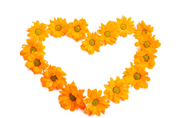 chrysanthemum flowers isolated