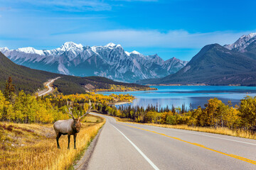 Red deer grazing by the road
