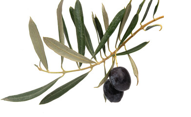 branch with olives isolated