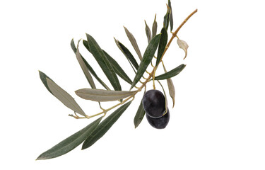 branch with olives isolated