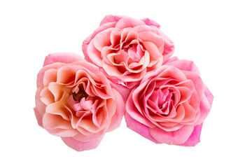 pink roses isolated
