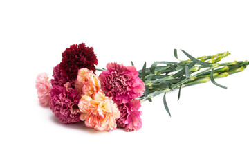 bouquet of carnations isolated
