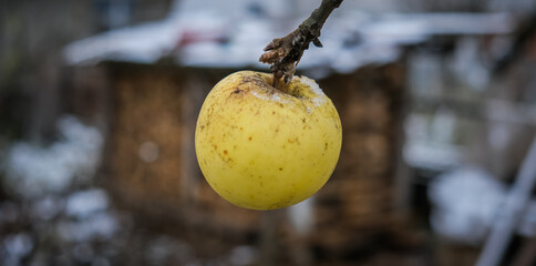 snowy apple on a branch