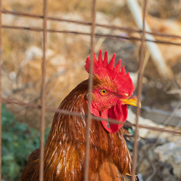  Free Range Rooster. Isolated. Proud  rooster's head  inside barbwire fence. Stock Image.