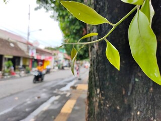 beautiful plant in the street