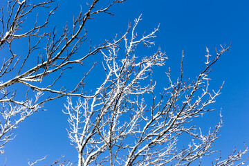 Frosty tree branch with snow in winter on the background blue sky.