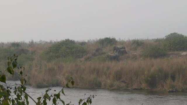 establishing or Wide shot of wild asian elephant or tusker family walking together near ramganga river shore at dhikala zone of jim corbett national park uttarakhand india - Elephas maximus indicus