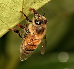 A macro photograph of a single Honey bee drinking sweet water from a green leaf.