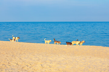 Fototapeta na wymiar Seaside with dogs on the sandy beach . Homeless animals