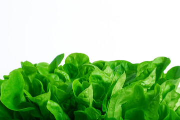 lettuce salad leaves on a white background with space for text on top