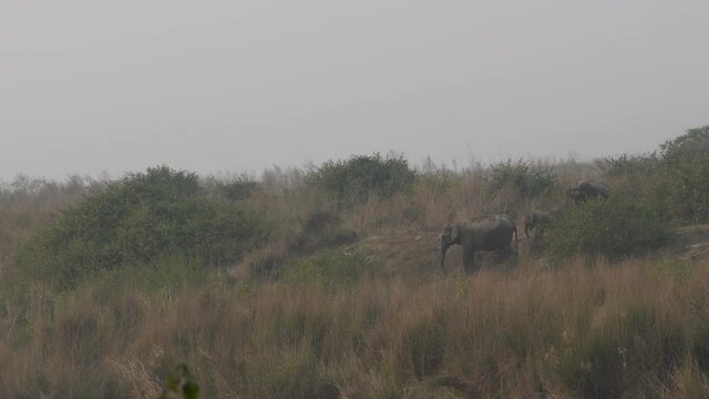 Wide shot of wild asian elephant or tusker family with calf near ramganga river shore at dhikala zone of jim corbett national park uttarakhand india - Elephas maximus indicus