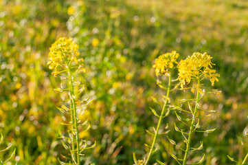 Fototapeta premium white mustard plants with yellow petals in sunlight