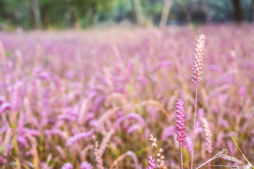 Obraz premium pink grass meadow wallpaper bakground