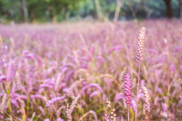 Obraz premium pink grass meadow wallpaper bakground