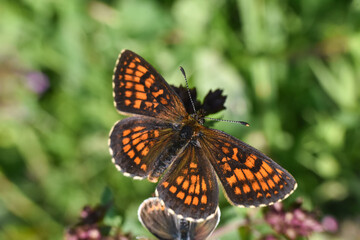 The heath fritillary (Melitaea athalia) on wild grass. Beautiful natural background with fritillary butterfly