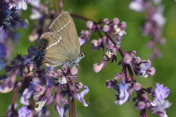 Blue-spot hairstreak (Satyrium spini)  - Lycaenidae. Satyrium spini, the blue spot hairstreak, is a butterfly in the family Lycaenidae
