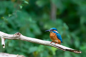 Eurasian kingfisher (Alcedo atthis) sitting on his perch in autumn.