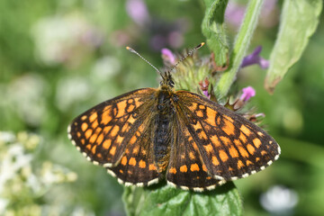 The heath fritillary (Melitaea athalia) on wild grass. Beautiful natural background with fritillary butterfly