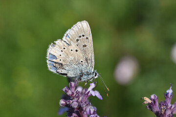 Fototapeta na wymiar Polyommatus dorylas, Common Blue butterfly - Lycaenidae family, Background with butterfly on wildflowers