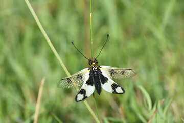 Lovely owl fly, Libelloides macaronius