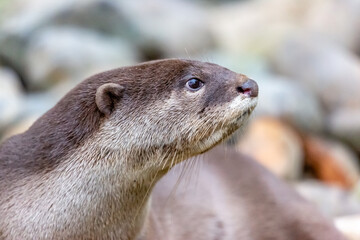 otter