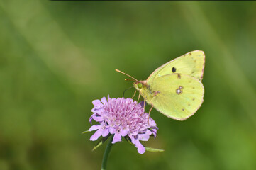 Berger's clouded yellow butterfly collecting nectar on flower in nature(Colias alfacariensis). Beautiful yellow butterfly on meadow
