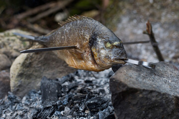 Bushcraft. Preparation of the fish. Sea bream.
