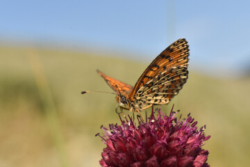 lesser spotted fritillary butterfly, Melitaea trivia, in wild meadow. Beautiful Iparhan butterfly on plant