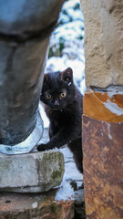 Cute black like pitch kitten posing for portrait photos. December 2020