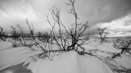 winter landscape, sweden