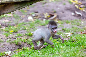 mandrill baby