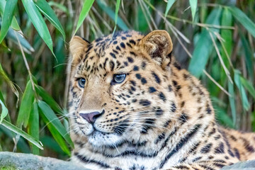 amur leopard