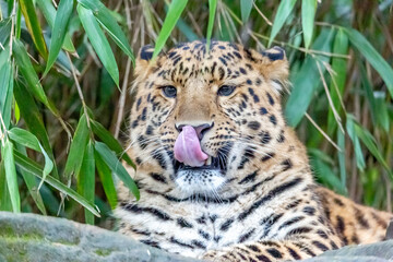 amur leopard