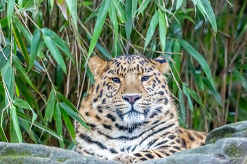 amur leopard