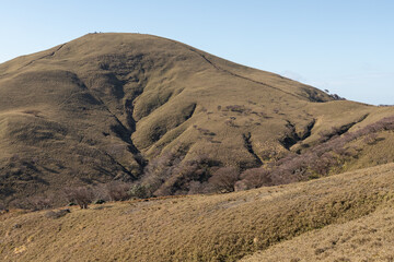 鈴鹿セブンマウンテンの竜ヶ岳に広がる笹原のある１２月の風景