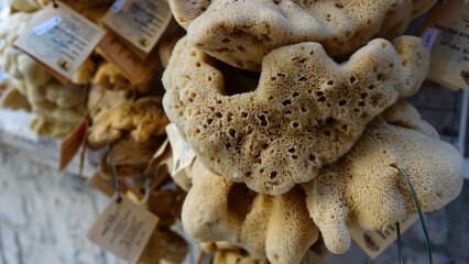 Sea sponge from the Mediterranean Sea sold in Croatia
