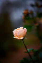 the last rose in the park