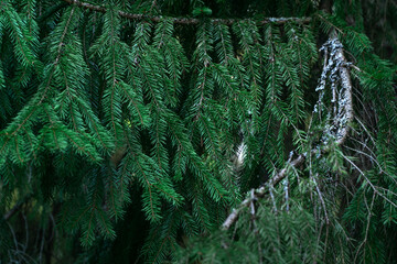 spruce branch with many needles at summer