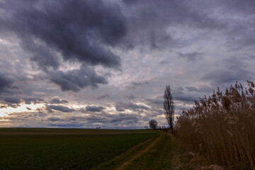 Naklejka na ściany i meble dense rain clouds on the sky in a landscape with reed and fields