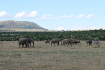 Fototapeta premium elephant family