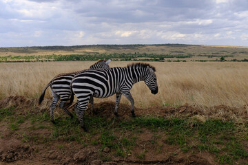 Naklejka premium zebra