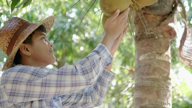 A smiling young Asian farmer is picking up small and short coconuts, whose fragrant water and soft flesh are perfect to sell as a beverage or called coconut with a flagrant juice.
