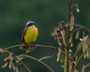 A yellow-breasted bird perched on a tree branch
