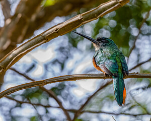 A long-billed multicolored bird perched on a tree branch